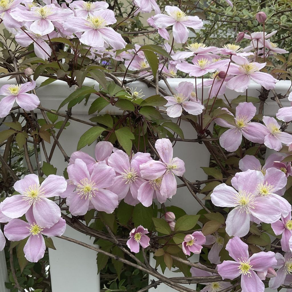 Clematis montana var. rubens Pink Perfection