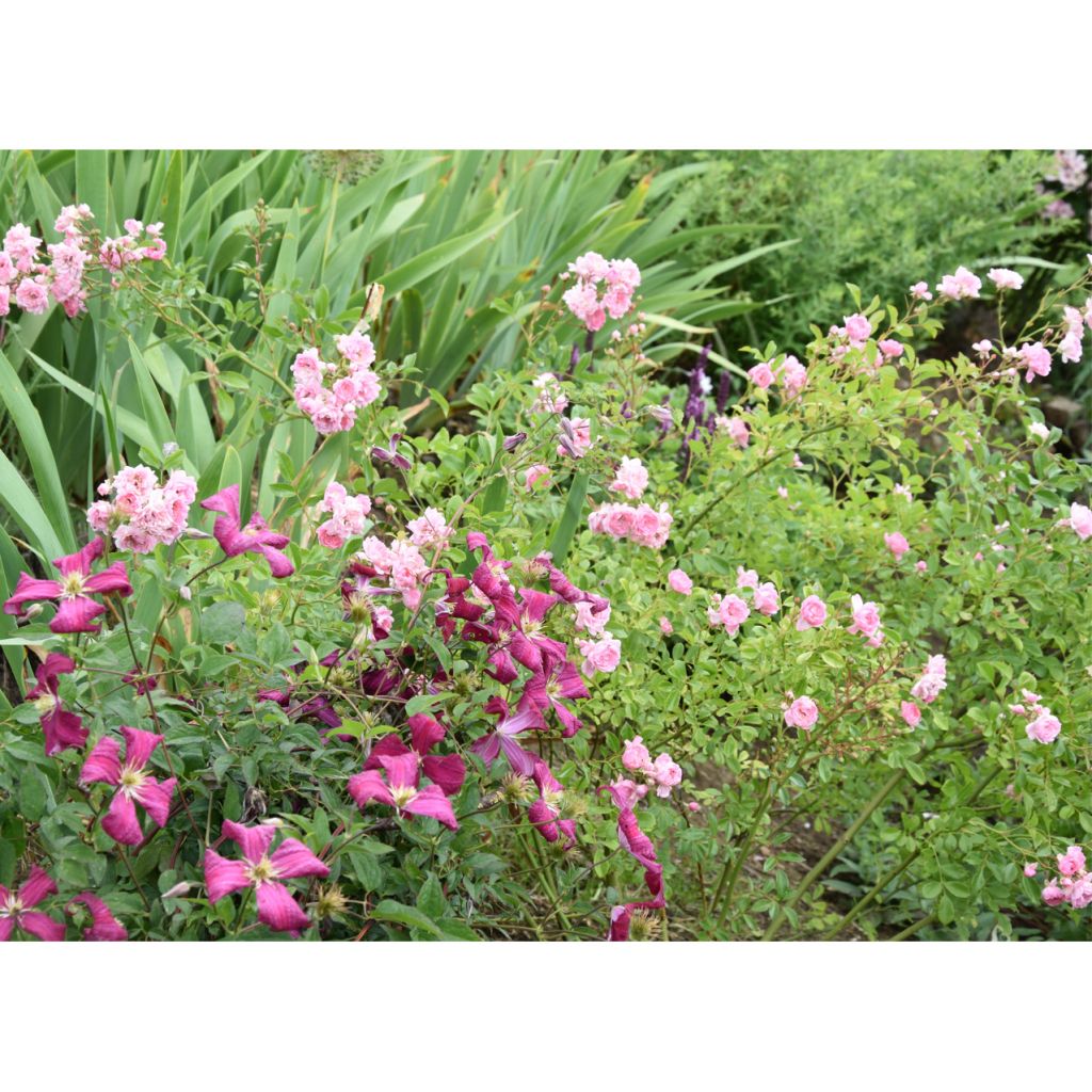 Clematis Madame Julia Correvon