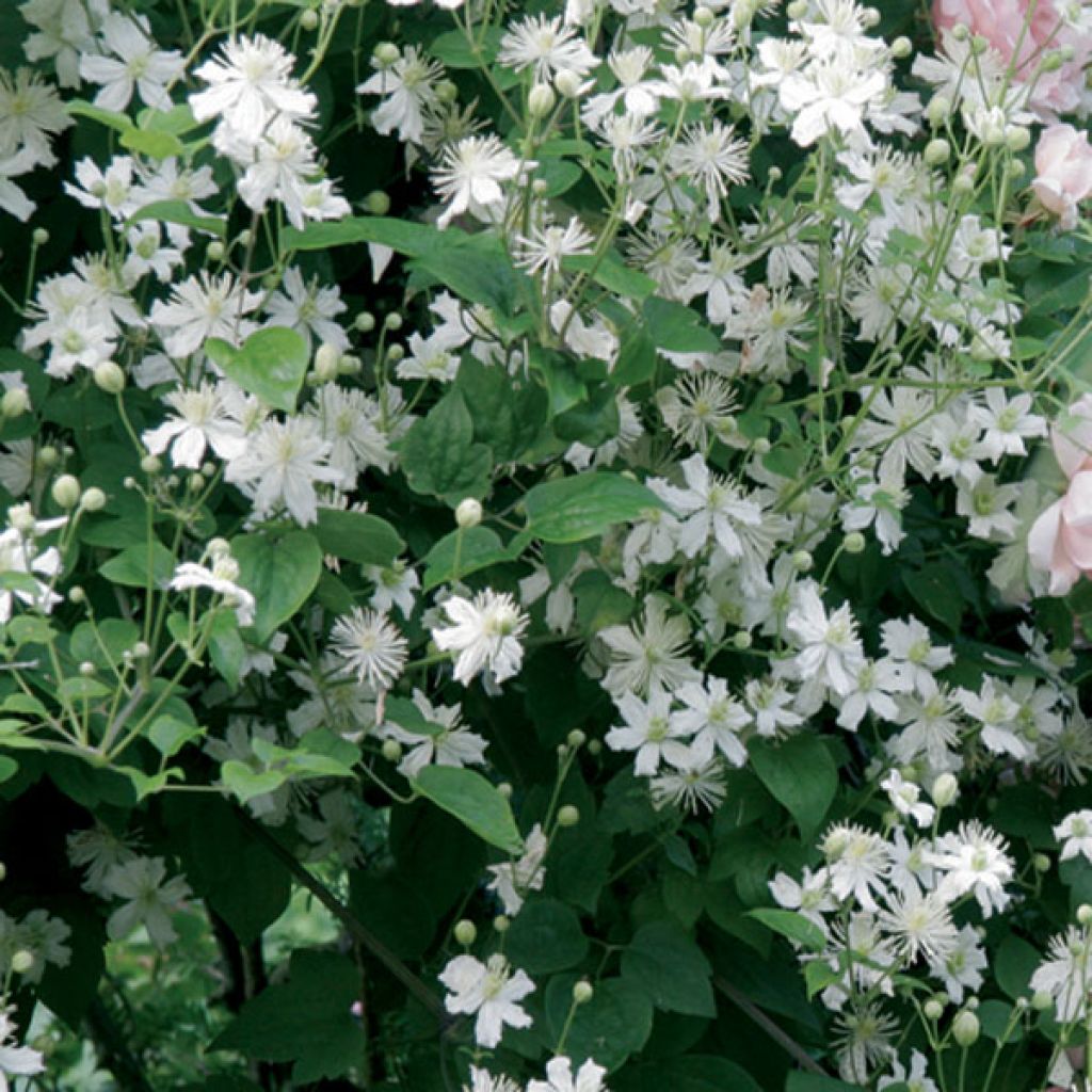 Clematis fargesii Summersnow