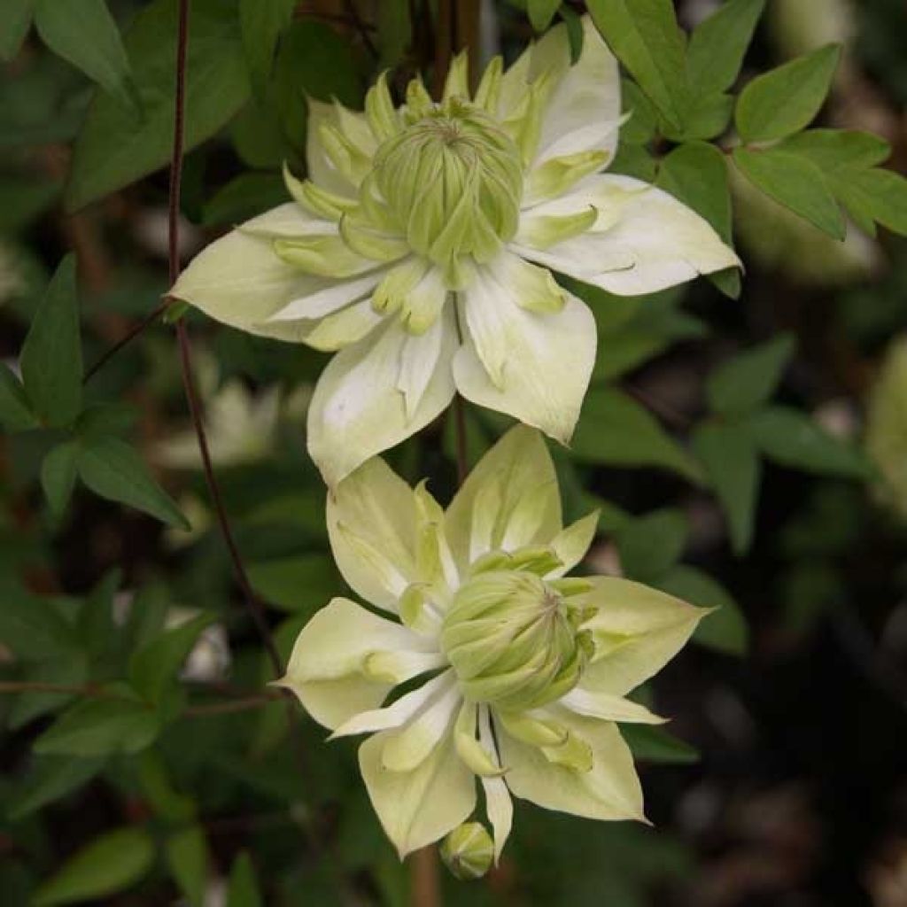 Clematis florida Alba Plena