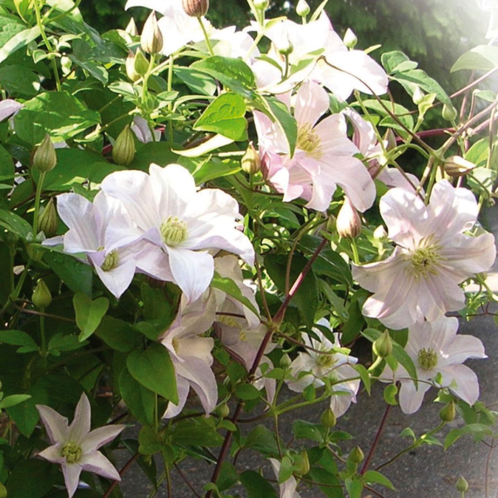Clematis x viticella Huldine