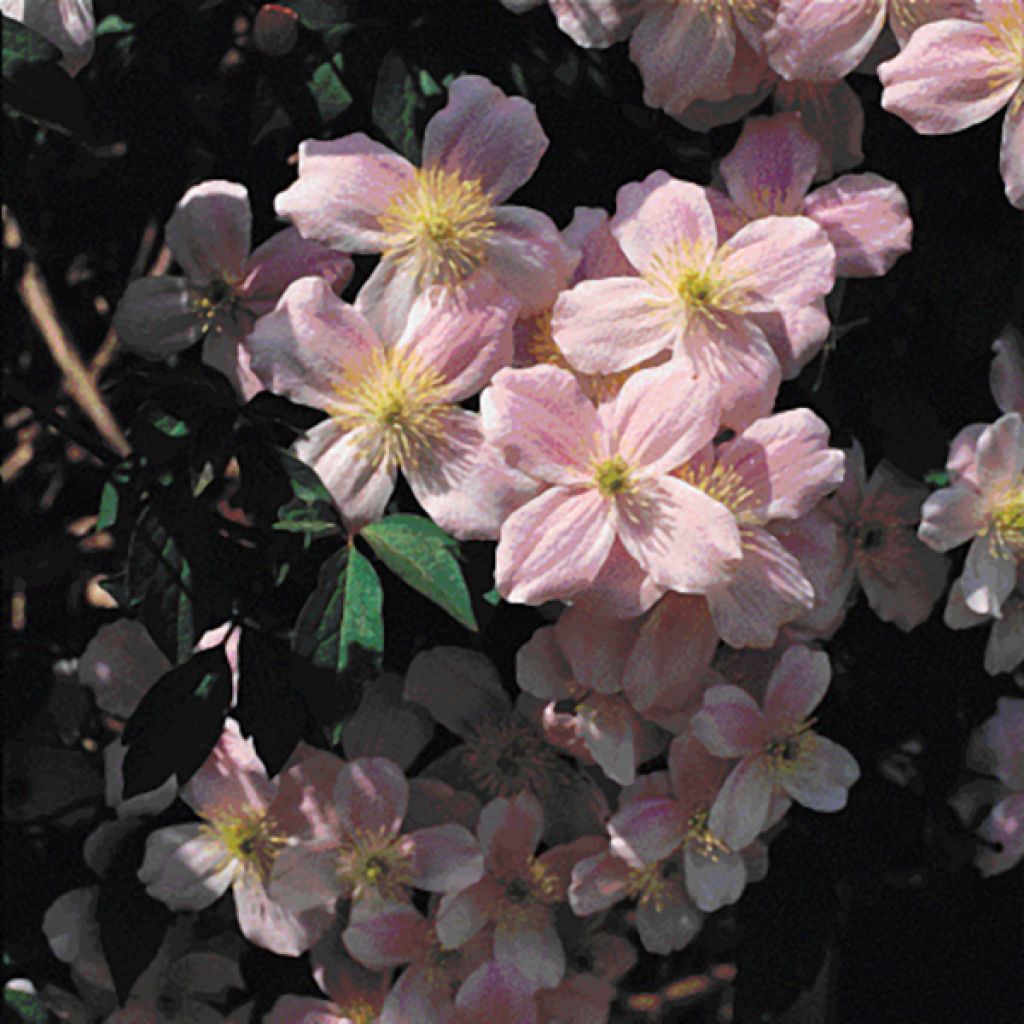Clematis montana Mayleen