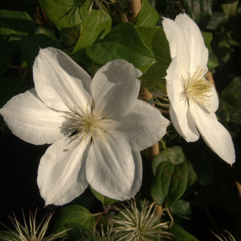 Clematis The Bride - Early Large-flowered Clematis