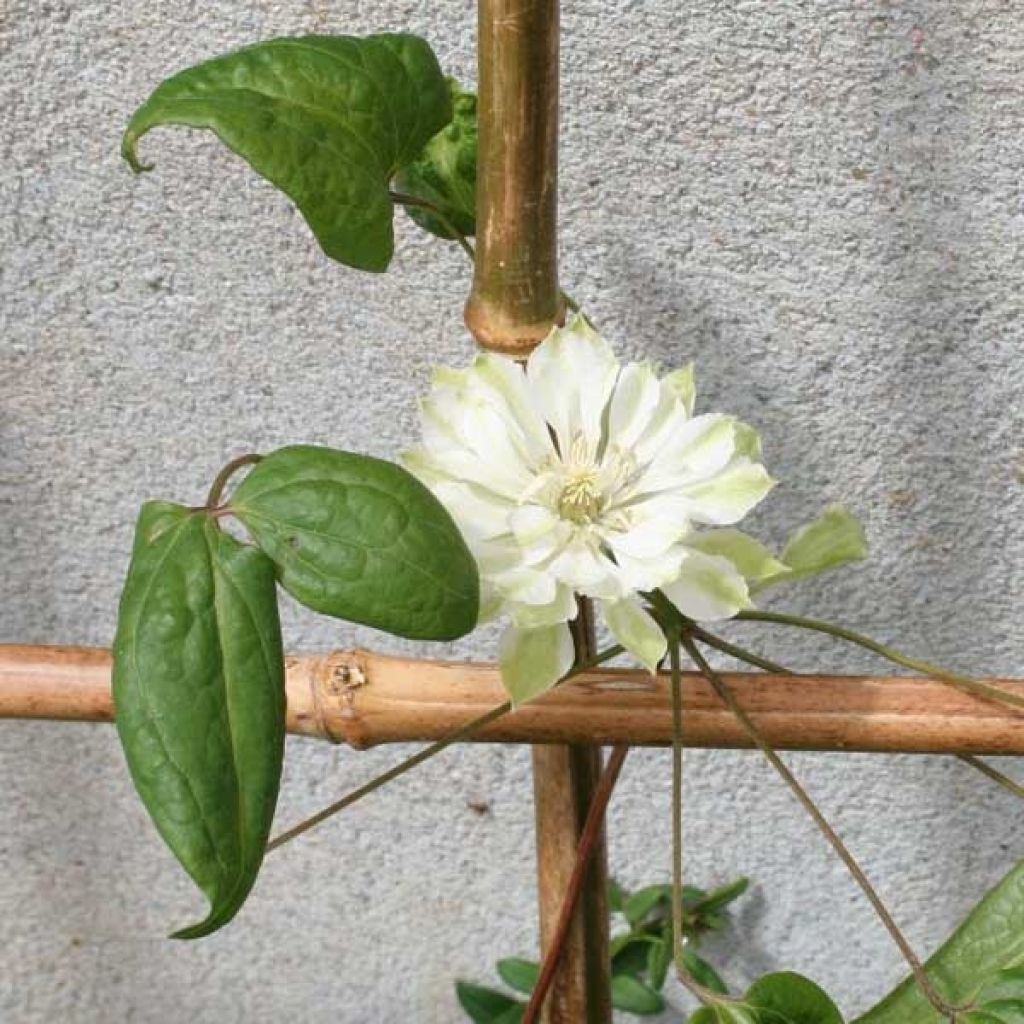 Clematis patens Yukiokoshi