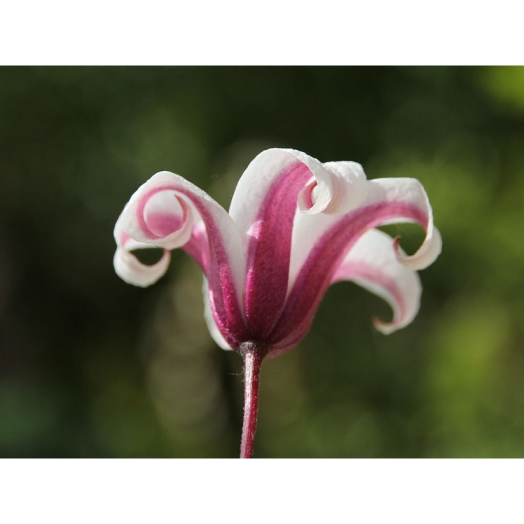 Clematis texensis Princess Kate - Scarlet Leather Flower