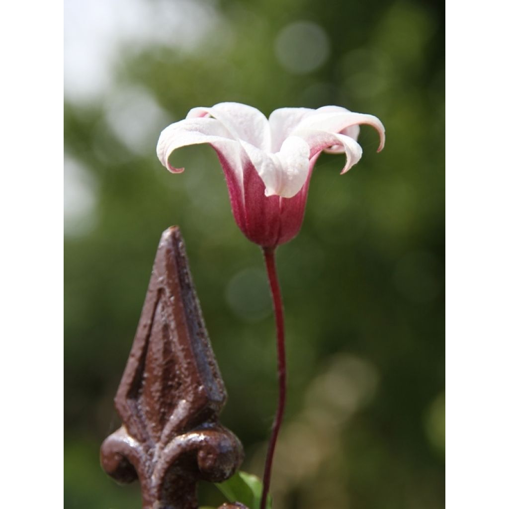 Clematis texensis Princess Kate - Scarlet Leather Flower