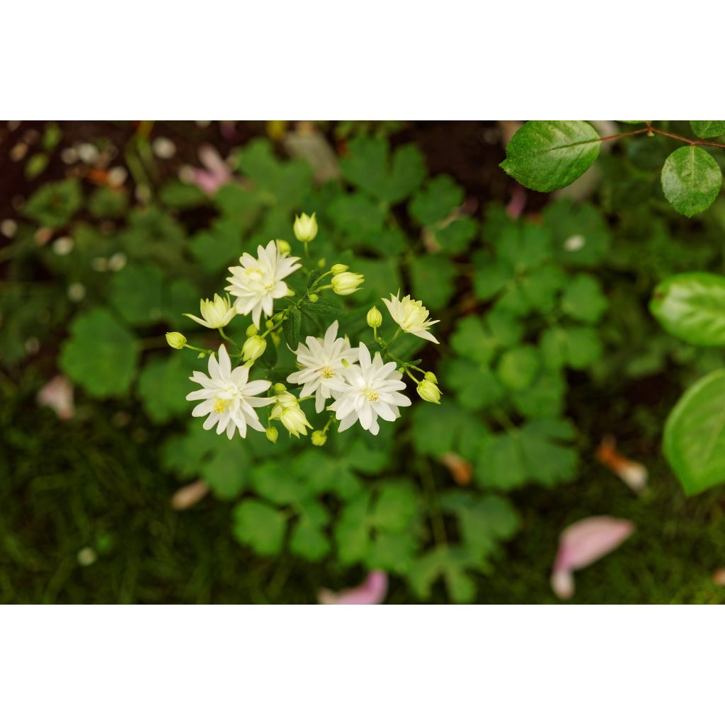 Aquilegia vulgaris Clementine White - Columbine