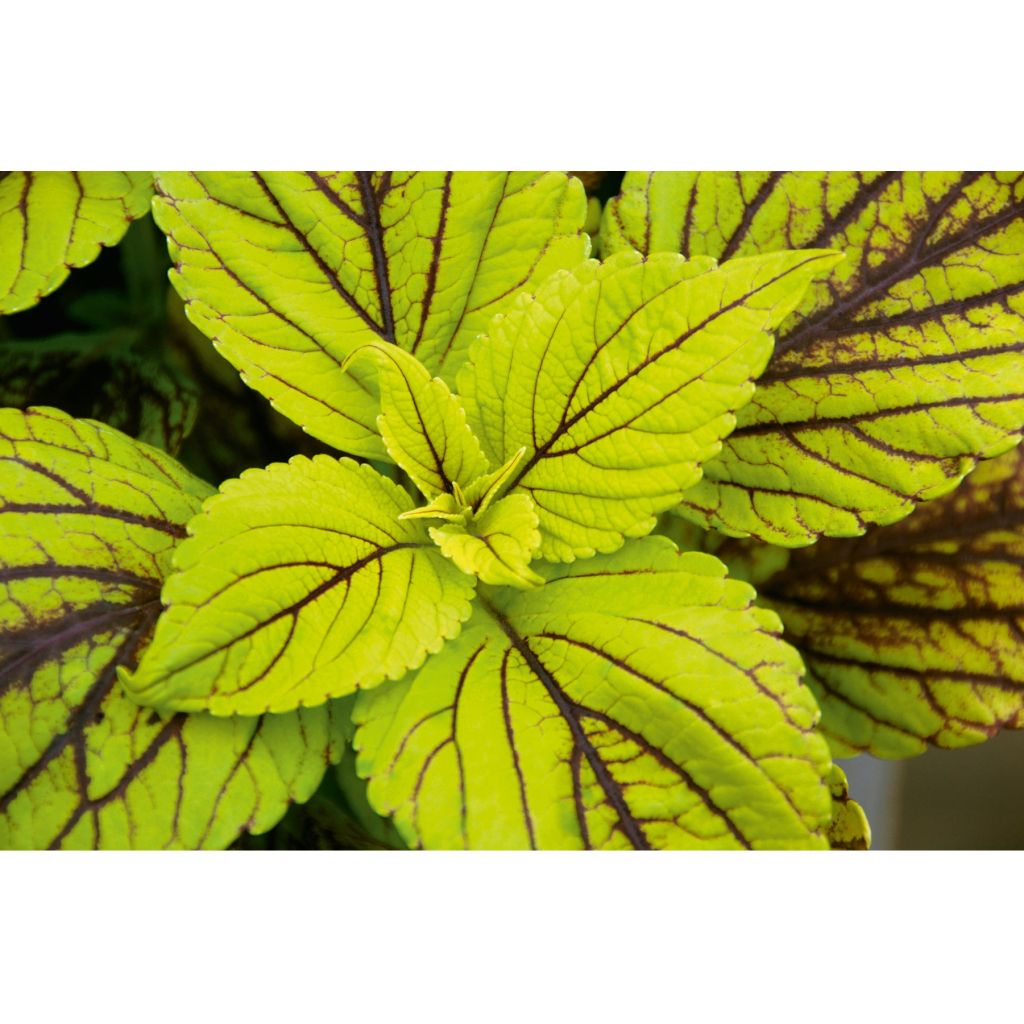 Solenostemon Copinto Caipirinha