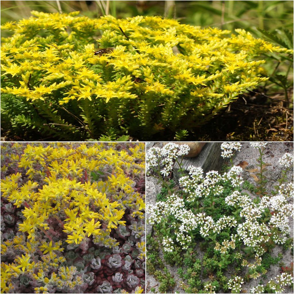 3 Tapetums carpeting Sedums