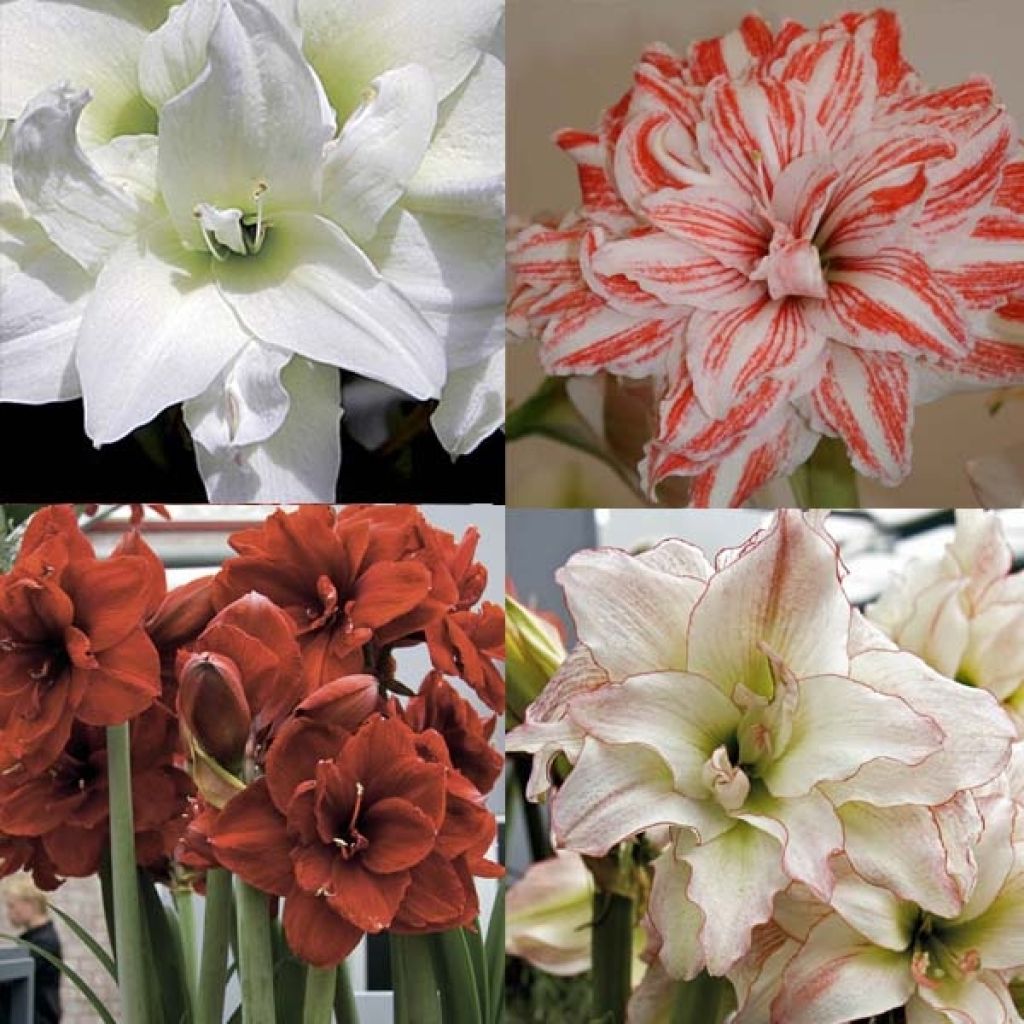 Collection of 4 Double Amaryllis