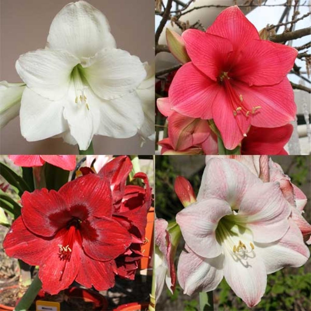 Collection of 4 Single Amaryllis