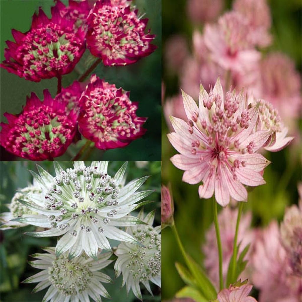 Collection of 3 Astrantias