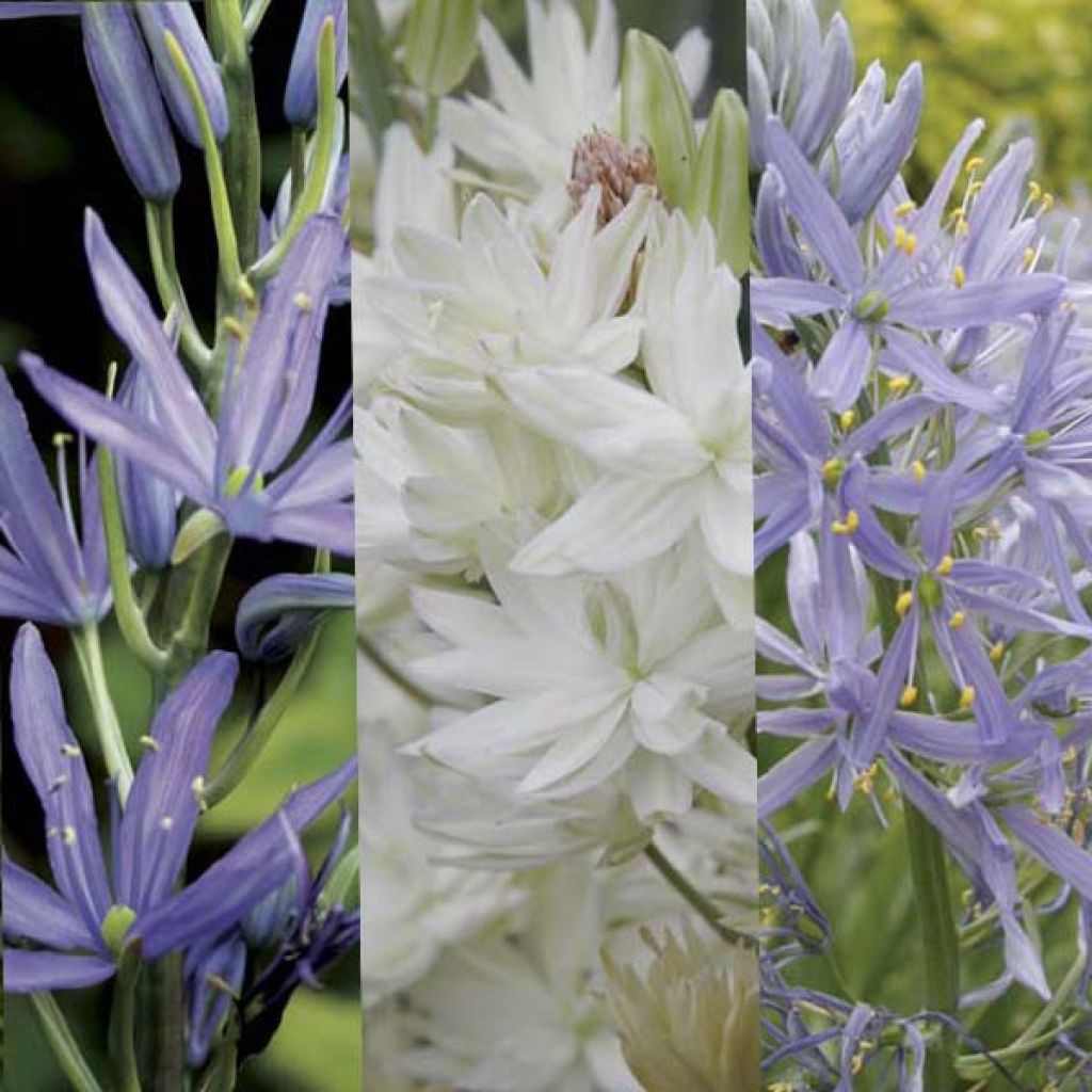 Camassia Collection