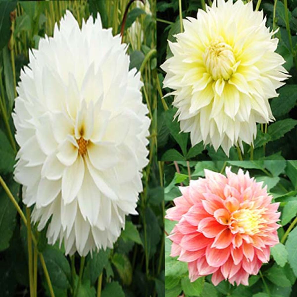 Collection of Fubuki Dahlias 