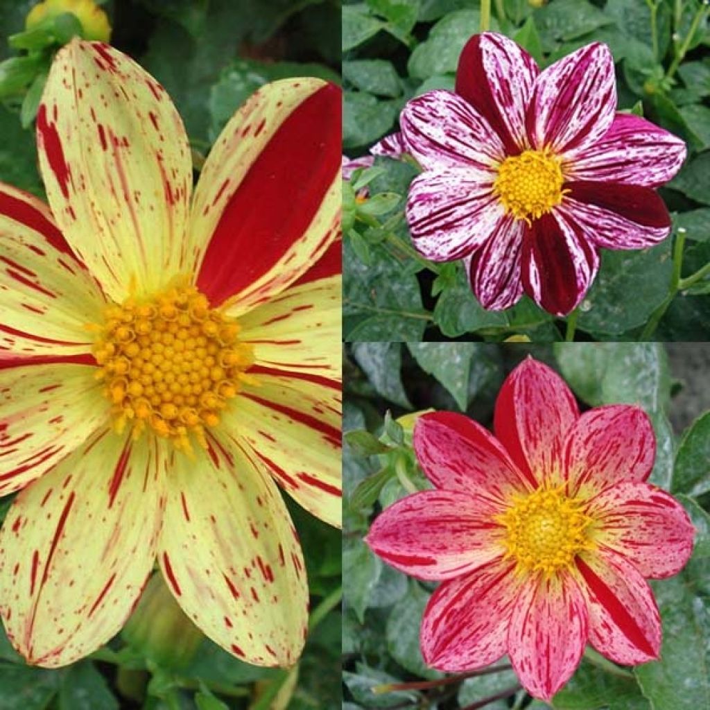 Dahlias Lucky Collection