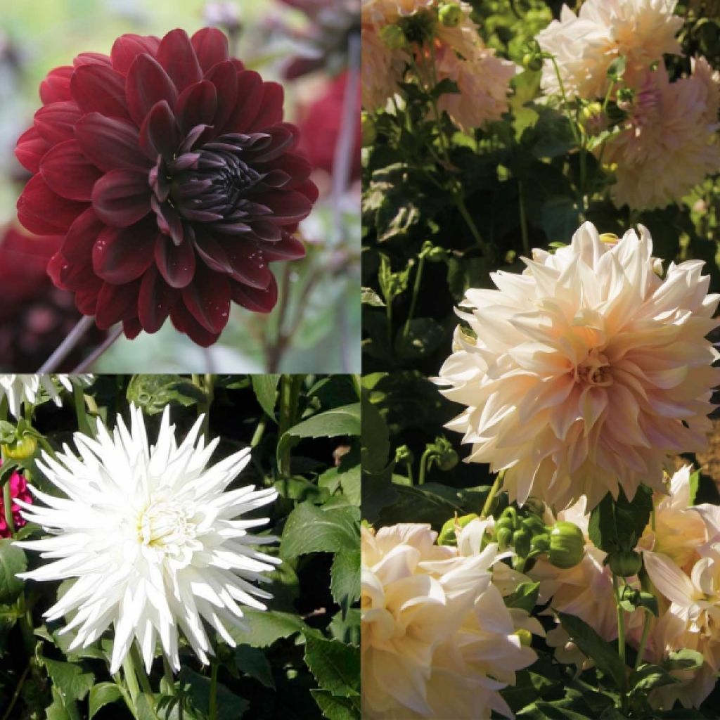 Neck of 4 Black and White Dahlias Collection