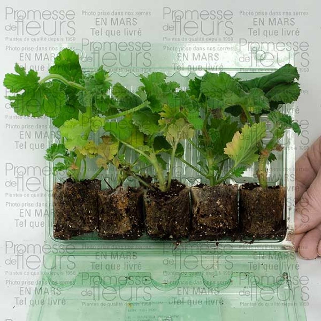 Collection of 5 scented Geraniums