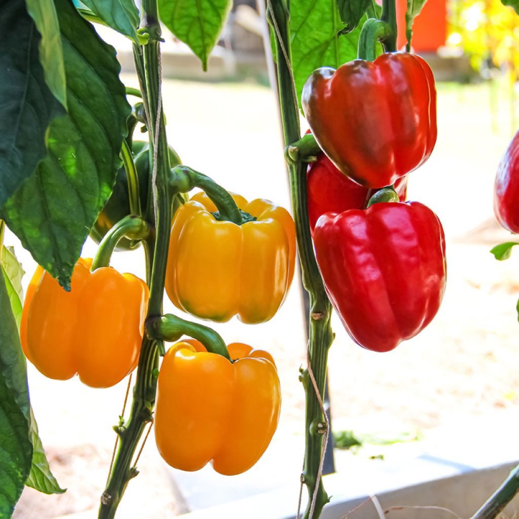 Duo collection of 2 red and yellow pepper grafted plants