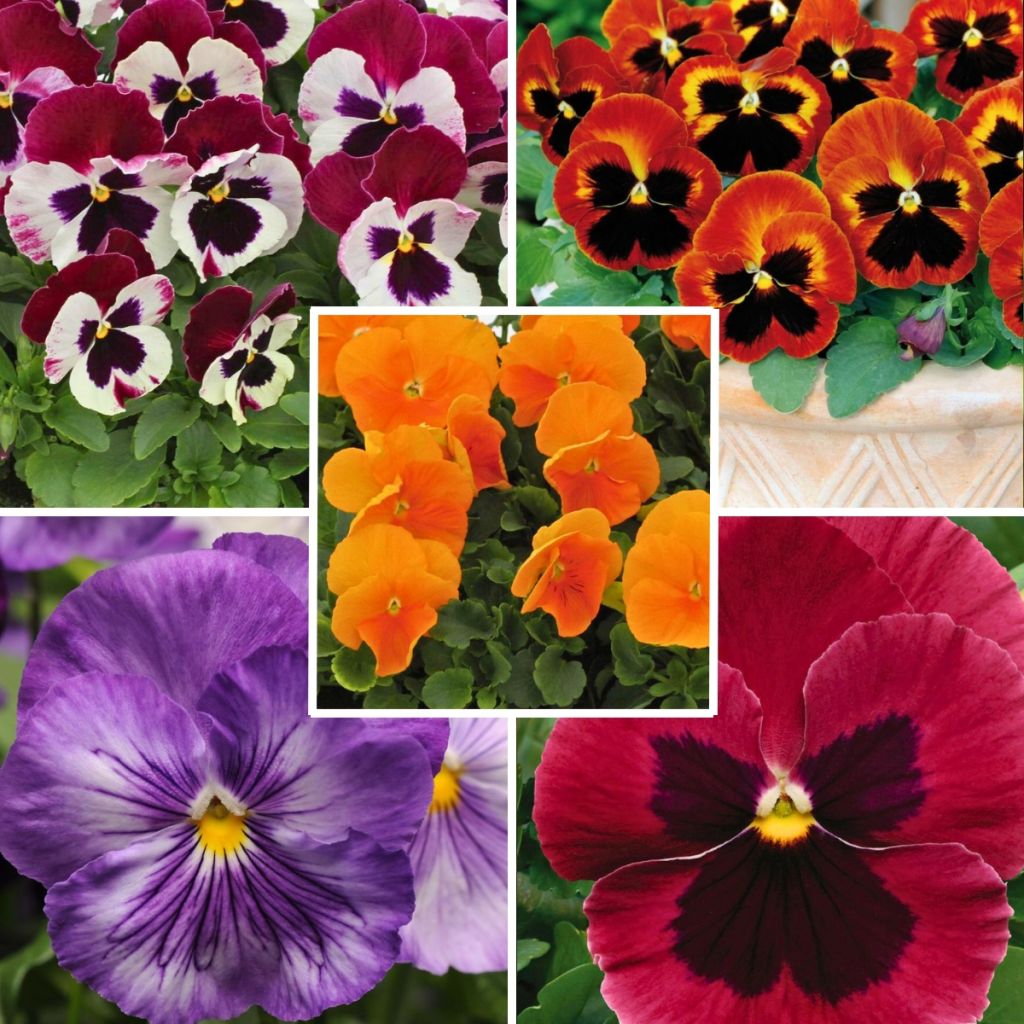 Collection of 5 Matrix Pansy Spice Mix Plug Plants