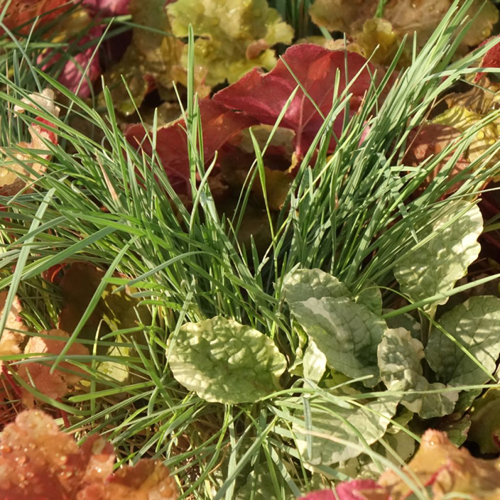 Sunkissed Blend - blend of 4 young plants