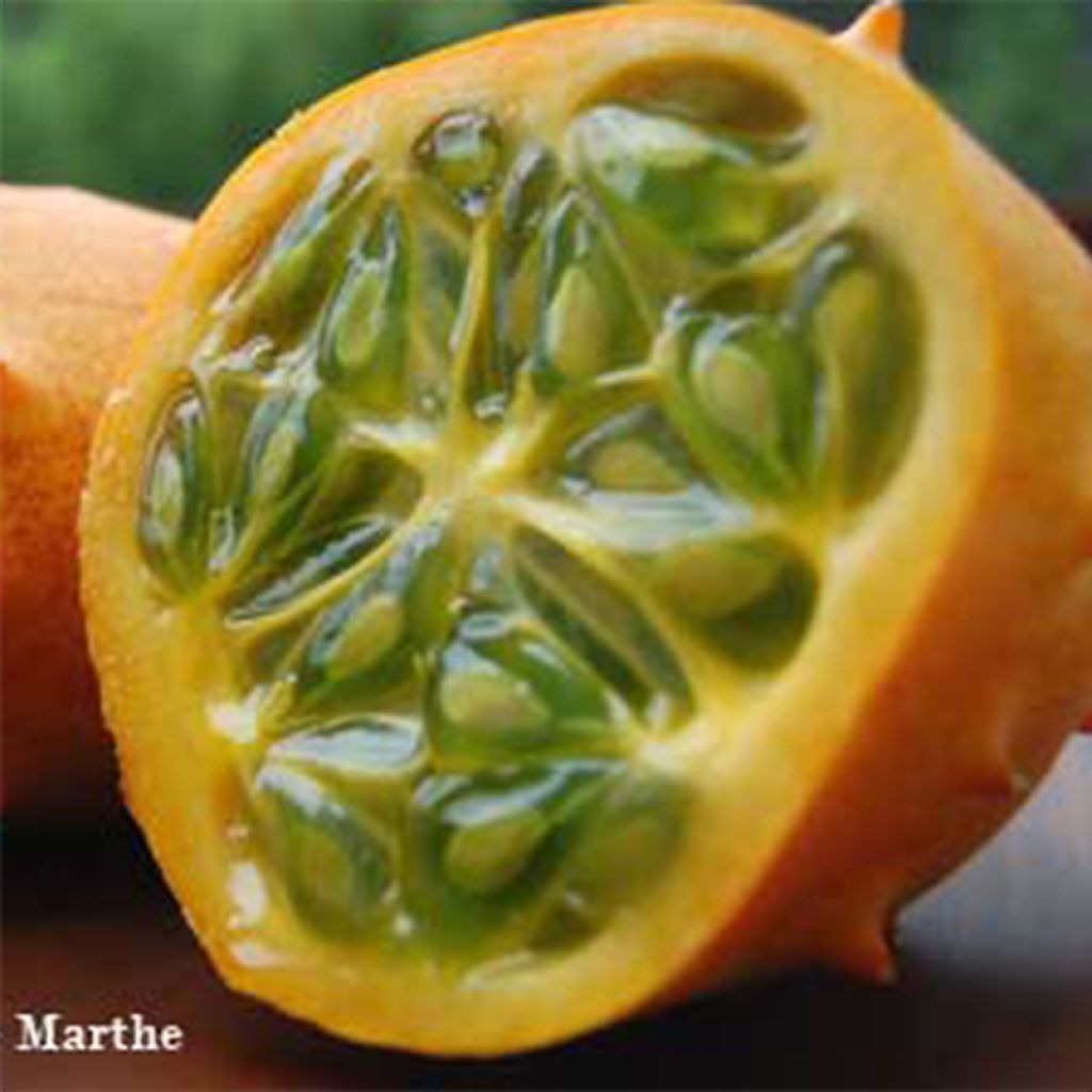 Cucumis metuliferus 