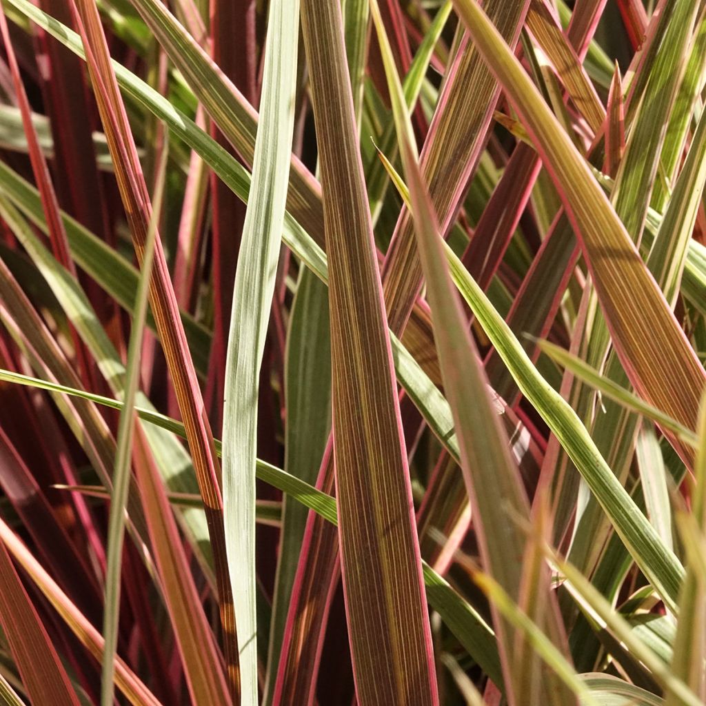Cordyline Can Can - Cabbage Tree