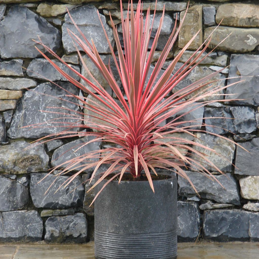 Cordyline australis Charlie boy - Cabbage Tree