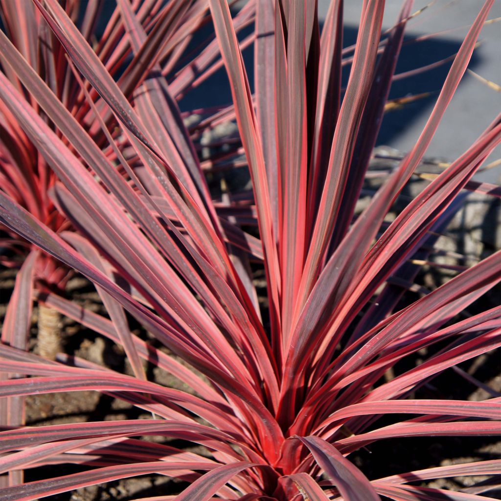 Cordyline australis Charlie boy - Cabbage Tree