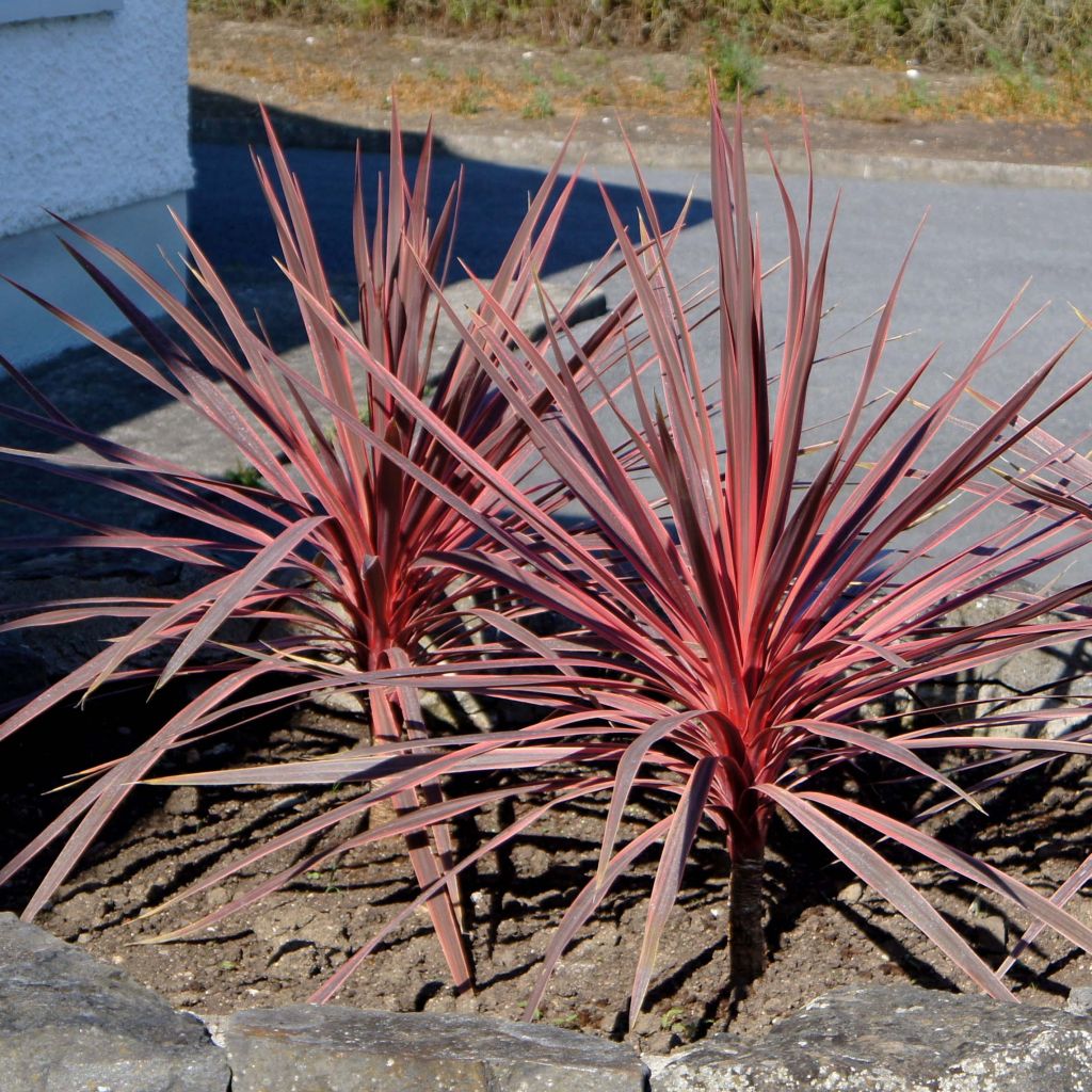Cordyline australis Charlie boy - Cabbage Tree