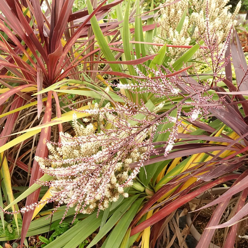 Decorative trio of Cordyline in one pot