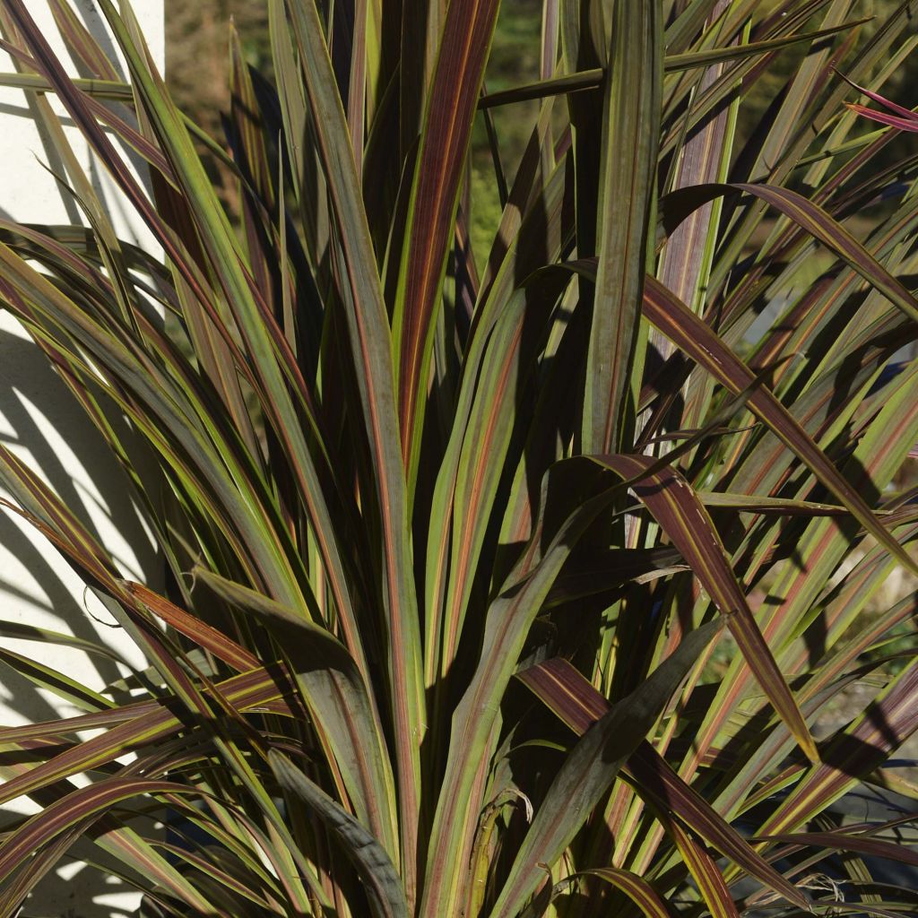 Cordyline banksii Electric Star - Cabbage Tree