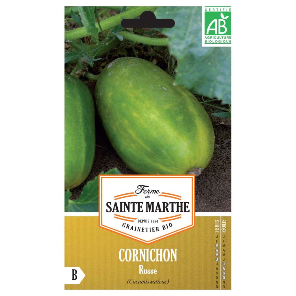 Gherkin Russe - Ferme de Sainte Marthe Seeds