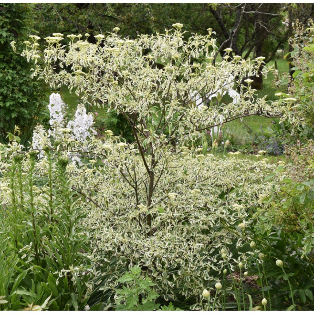 Cornus alternifolia Argentea - Pagoda Dogwood