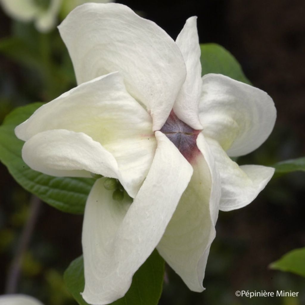 Cornus florida Cloud Nine - Flowering Dogwood
