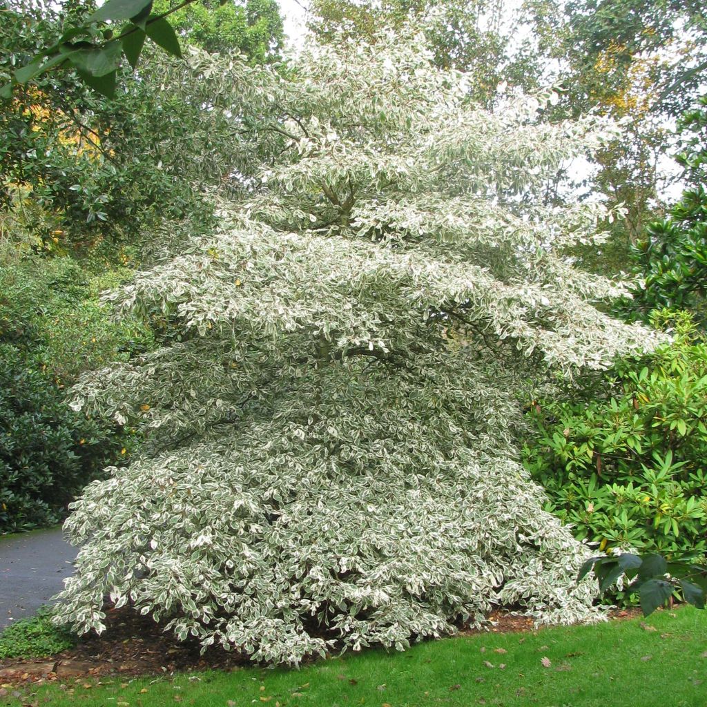 Cornus controversa Variegata - Giant Dogwood