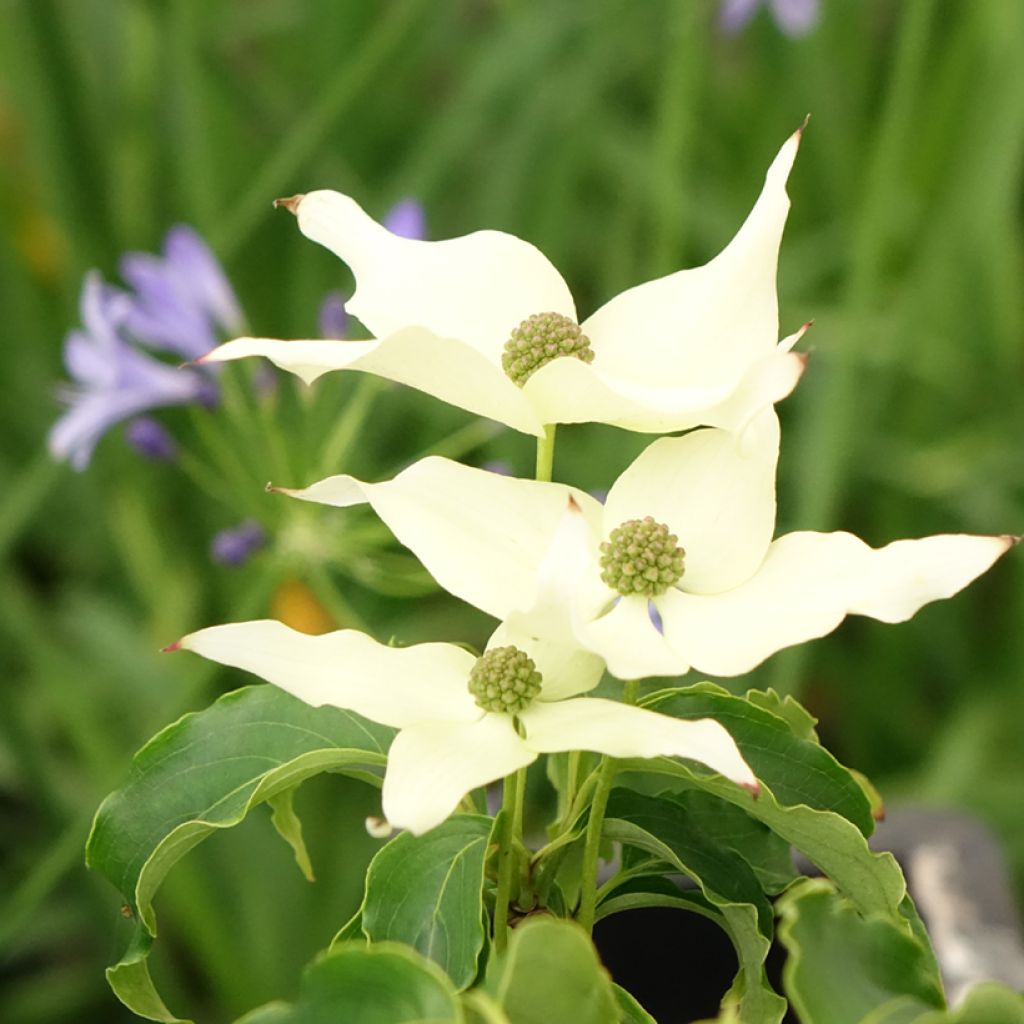 Cornus kousa  Big Apple