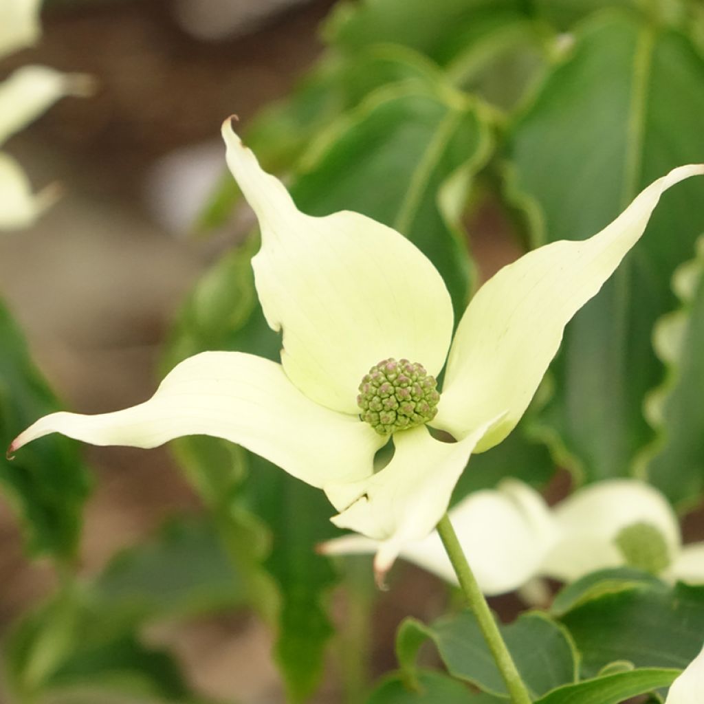 Cornus kousa  Big Apple