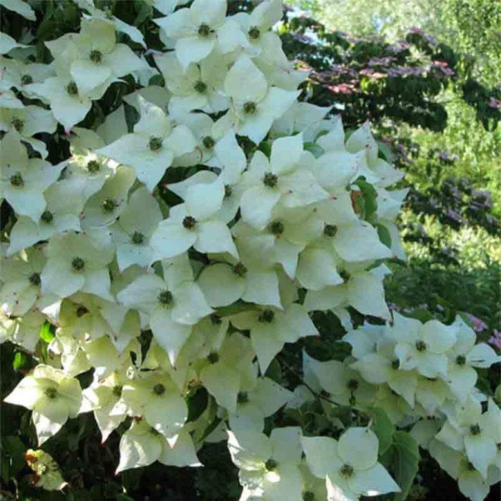 Cornus kousa Milky Way - Flowering Dogwood