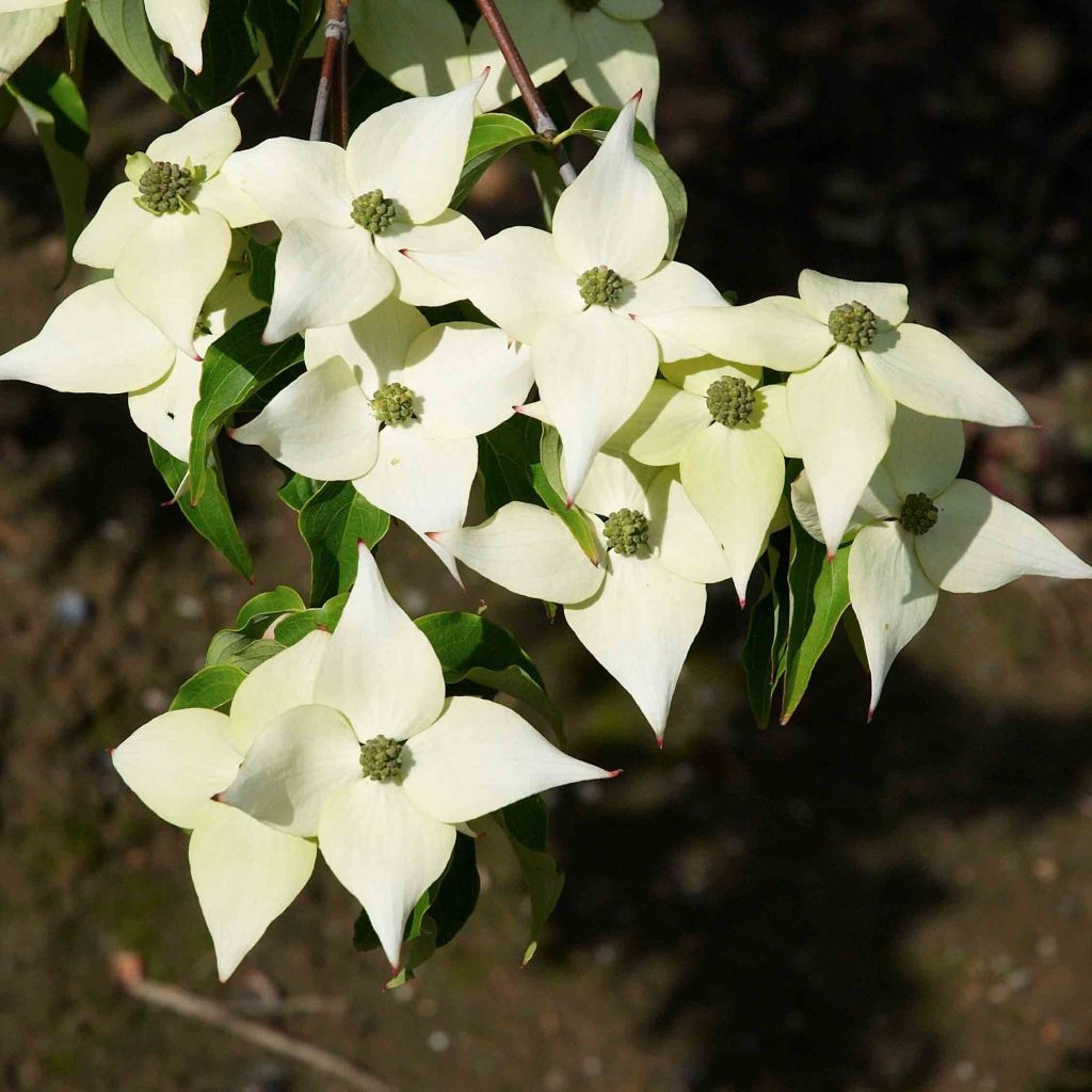 Cornus kousa Milky Way - Flowering Dogwood
