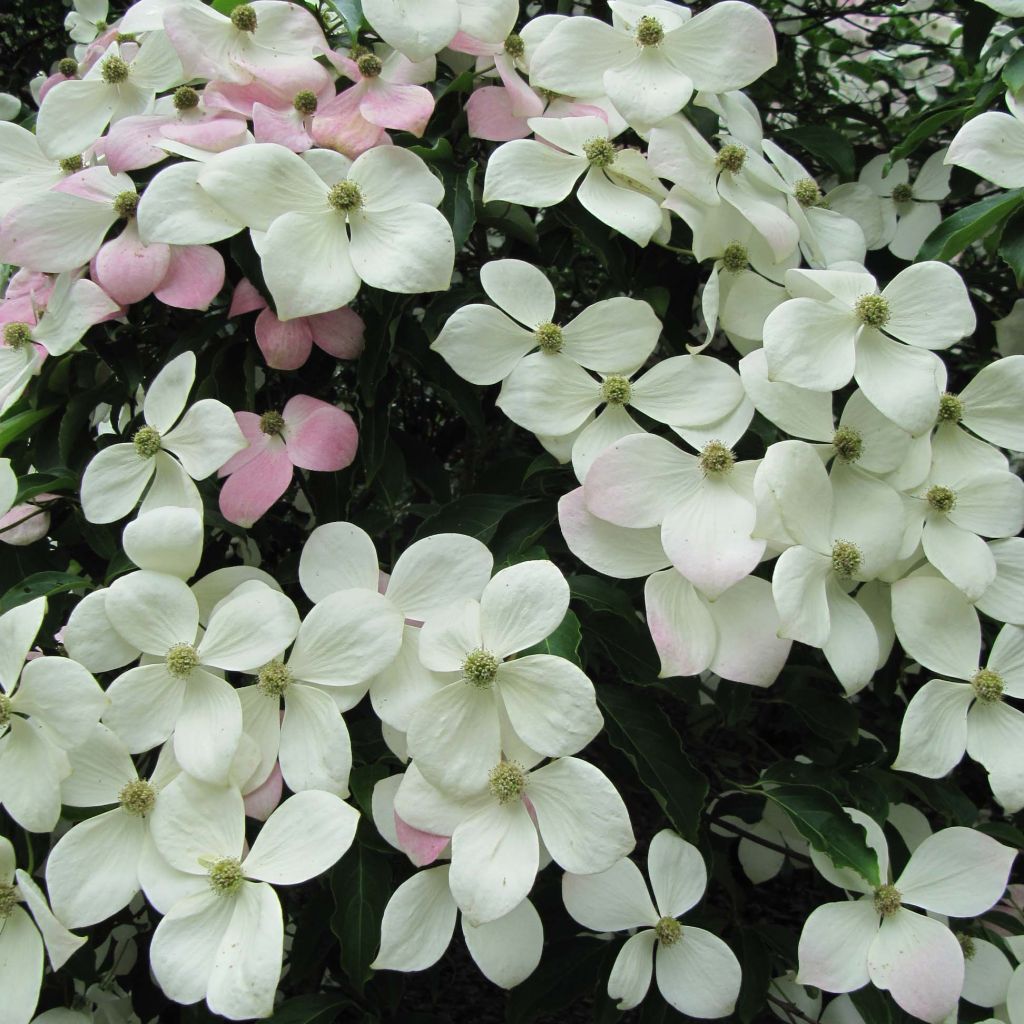 Cornus Norman Hadden - Flowering Dogwood