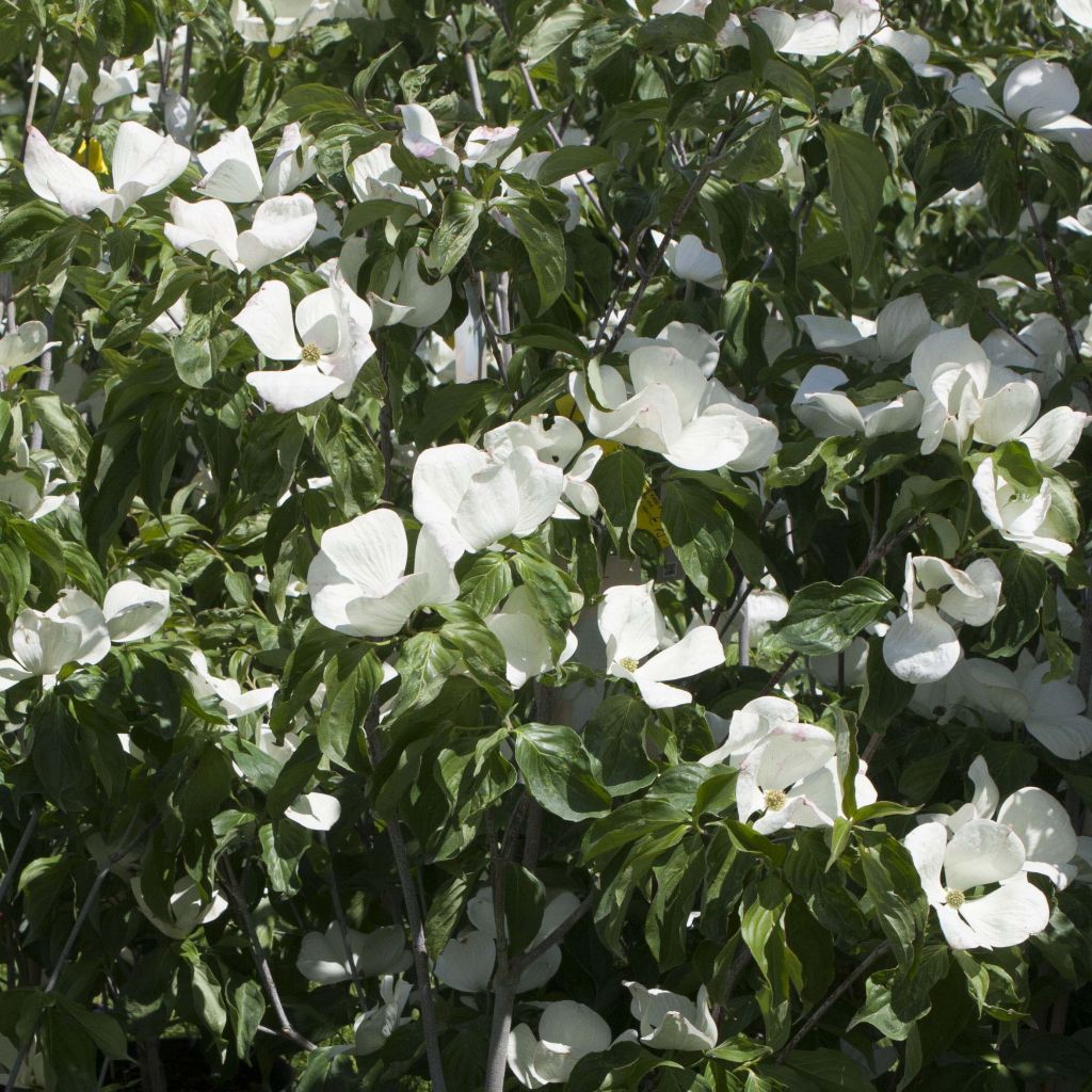 Cornus Venus - Flowering Dogwood