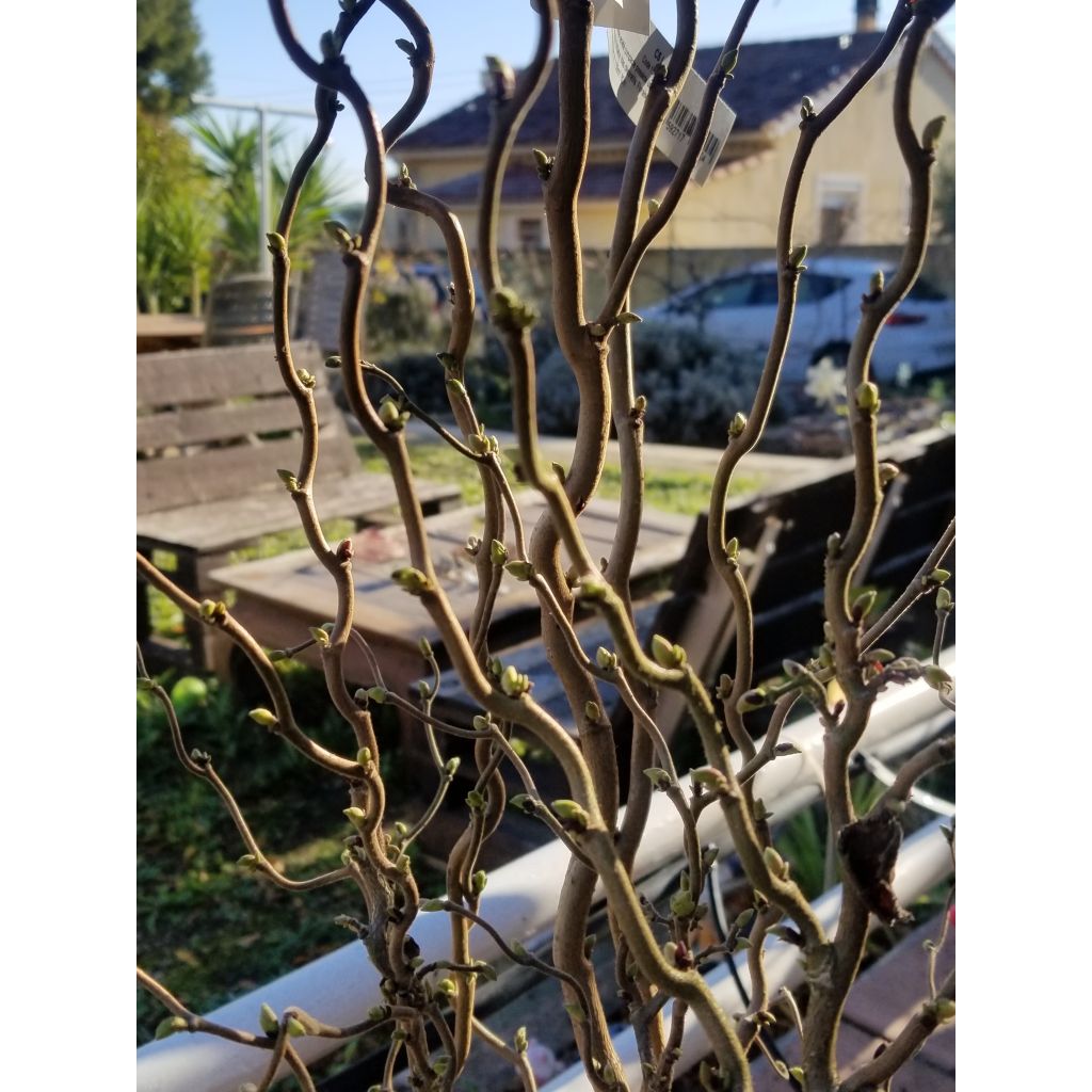 Corylus avellana Scooter - Common Hazel