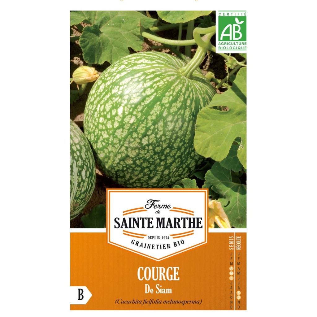 Cucurbita ficifolia organic seeds - Fig leaf squash