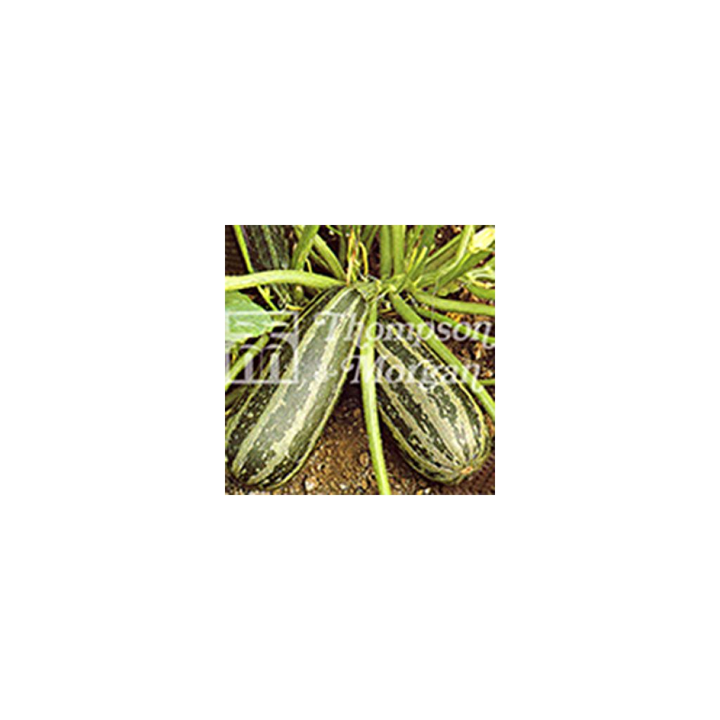 Zucchini Green Bush 4 