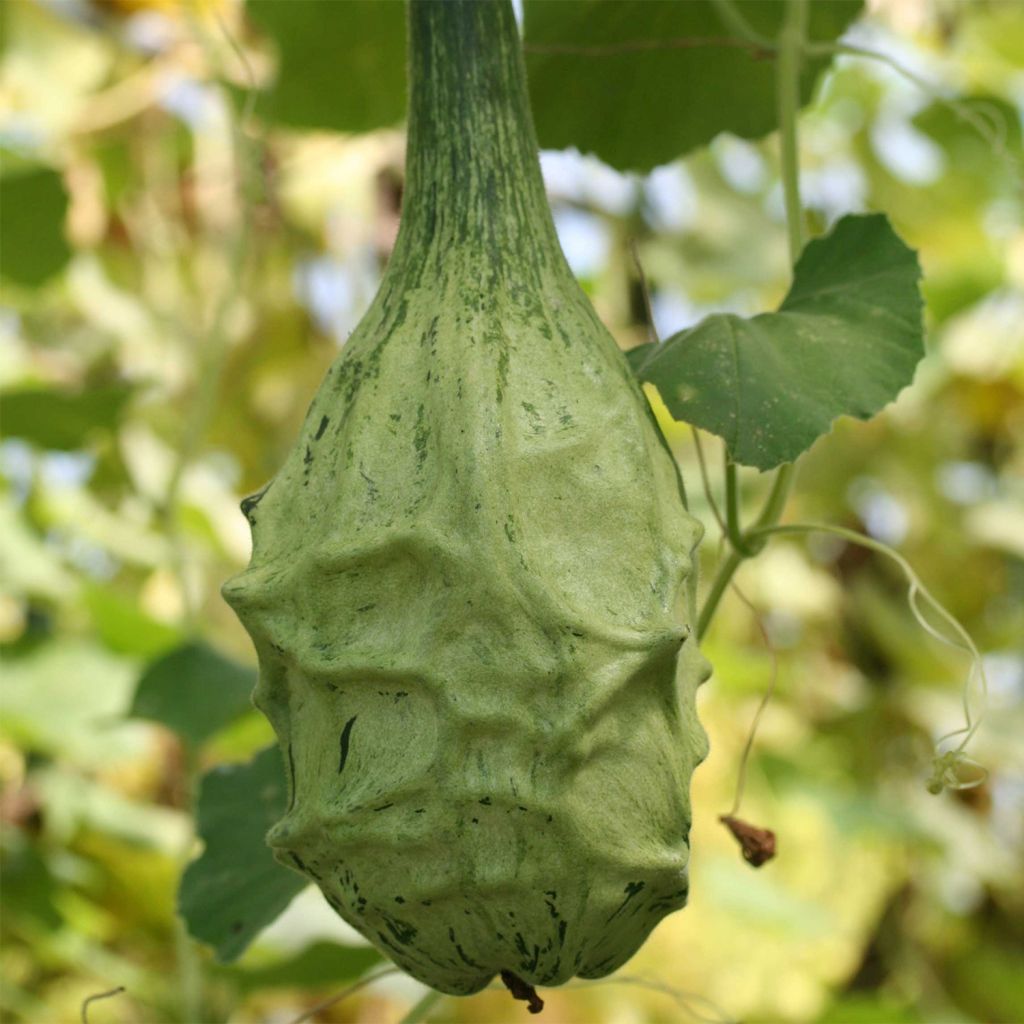 Lagenaria siceraria 'Marenka'