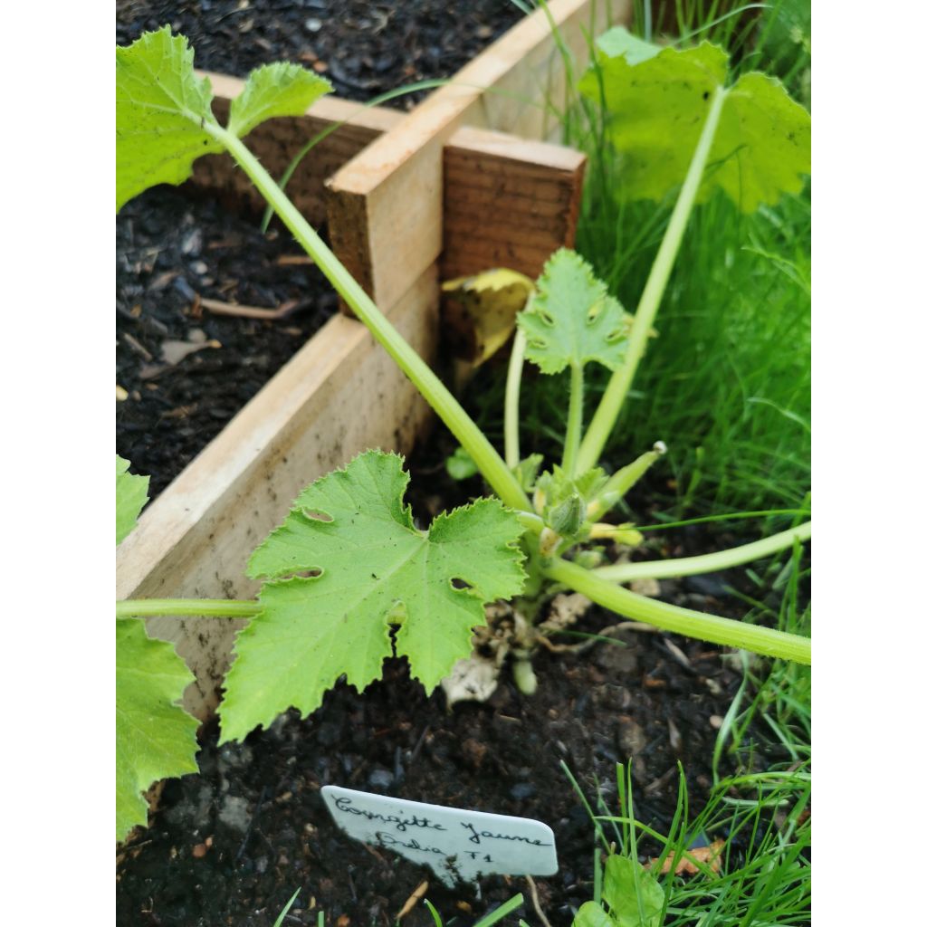 Zucchini Orelia F1 Plants - Cucurbita pepo