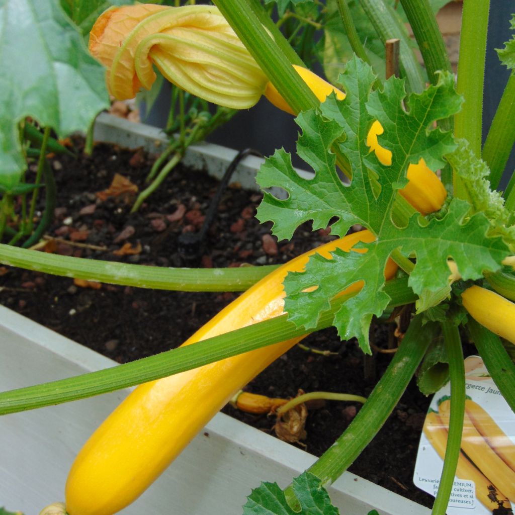 Zucchini Orelia F1 Plants - Cucurbita pepo