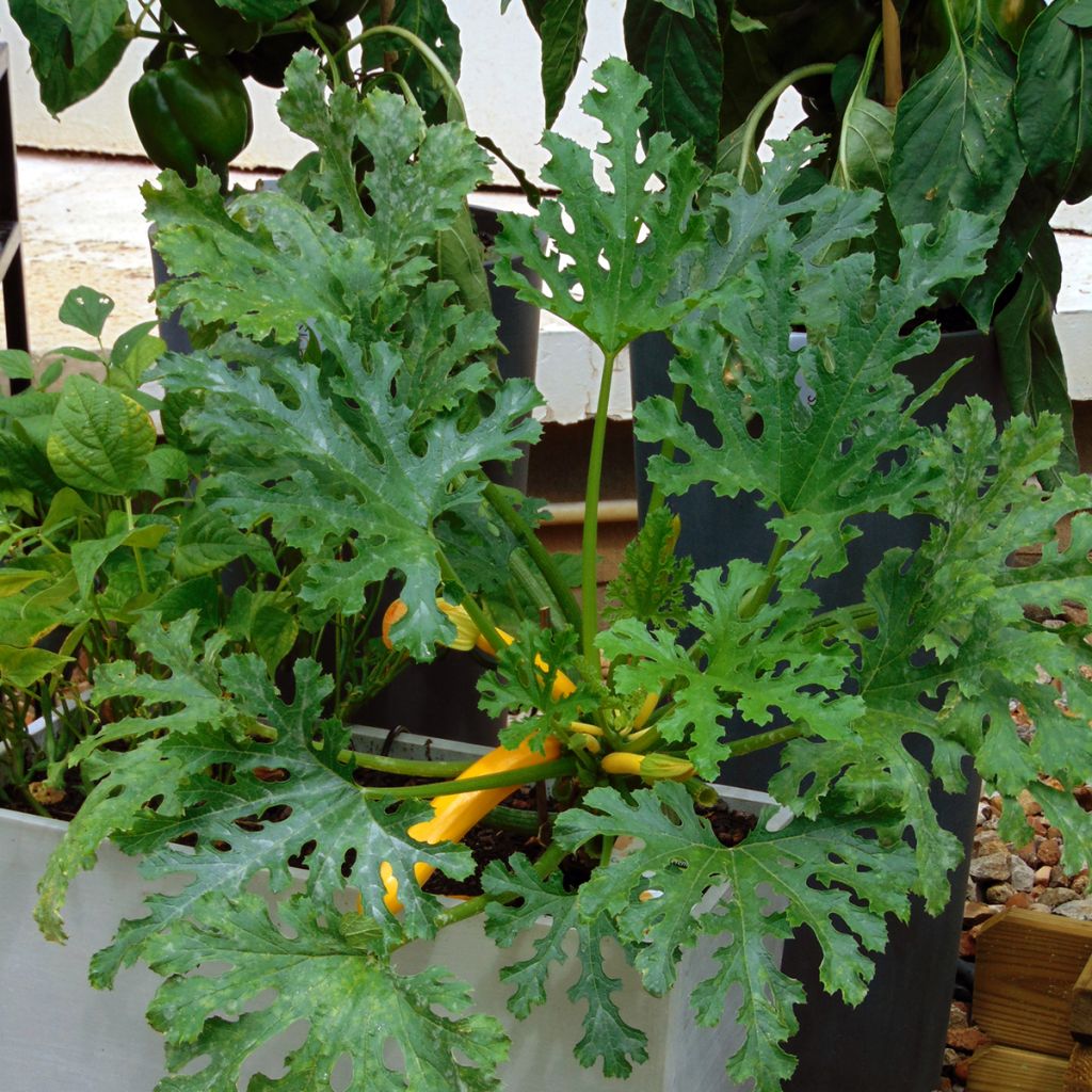 Zucchini Orelia F1 Plants - Cucurbita pepo