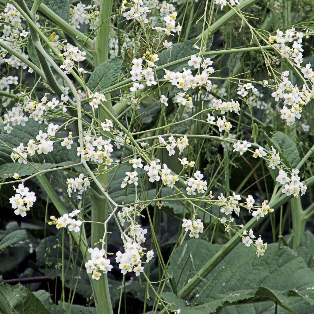 Crambe cordifolia - Greater Sea Kale