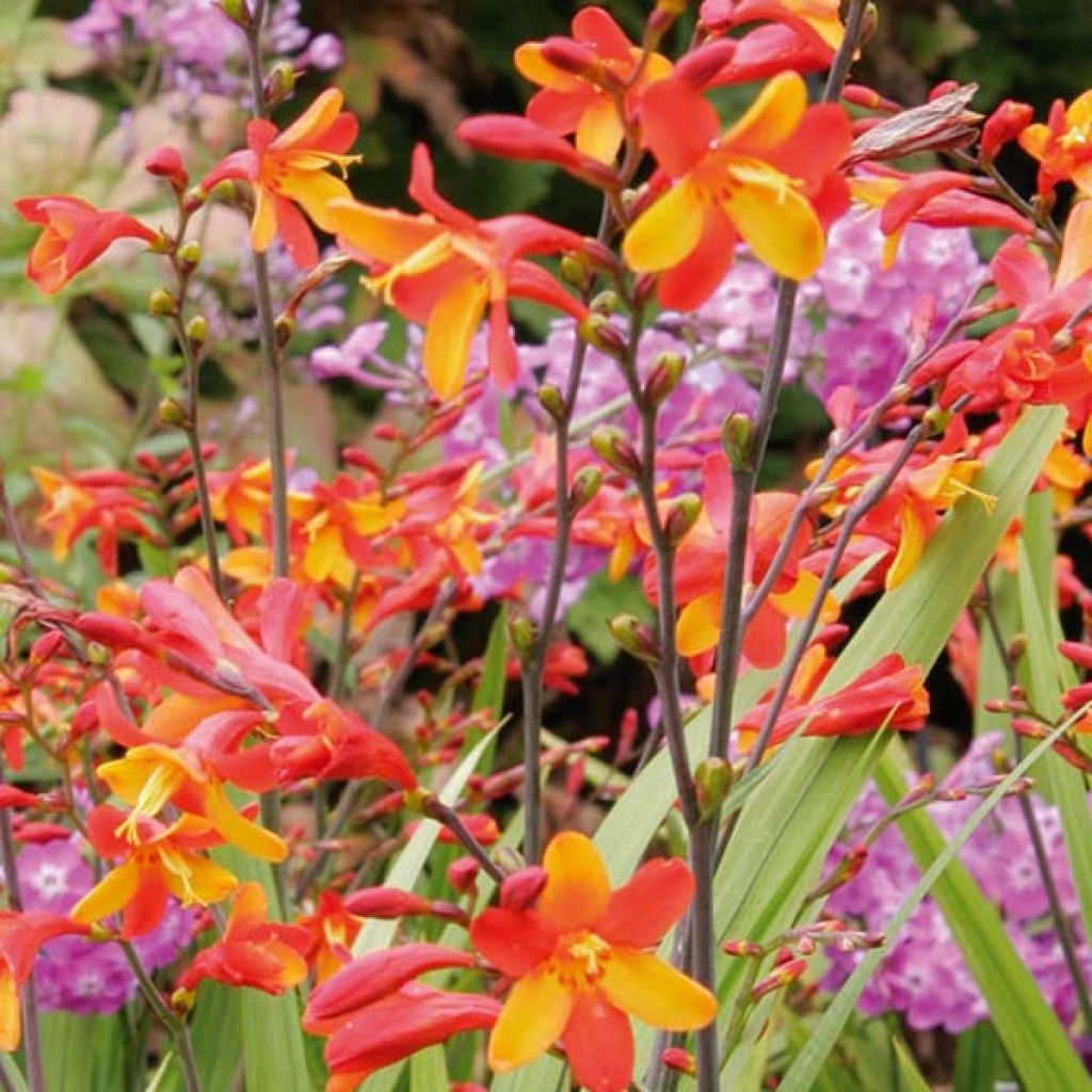 Crocosmia crocosmiiflora Fire King